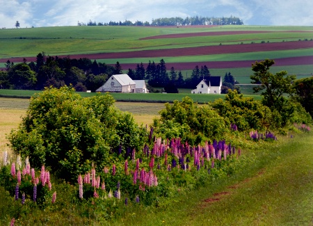 Lupines in Canada