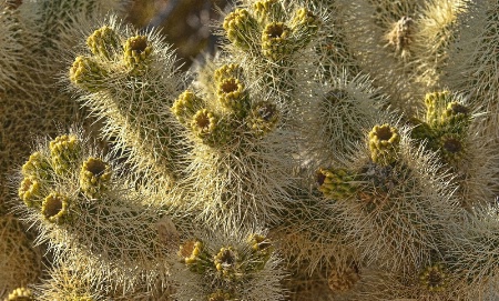 Cholla Cactus