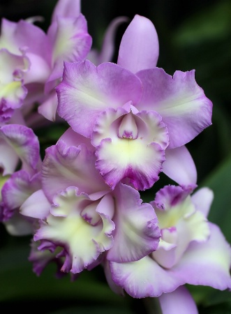 Orchids