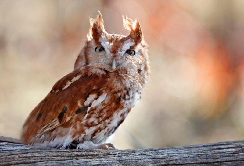 Screech owl