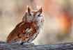 Screech owl