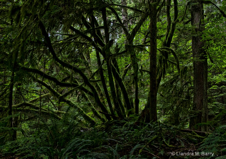Vancouver rainforest - ID: 12611136 © Liandra Barry 