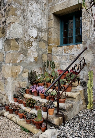 Cactus Garden