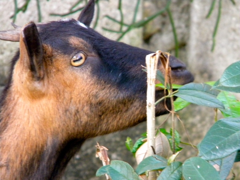 goat at Fessard
