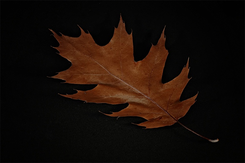 Oak Leaf