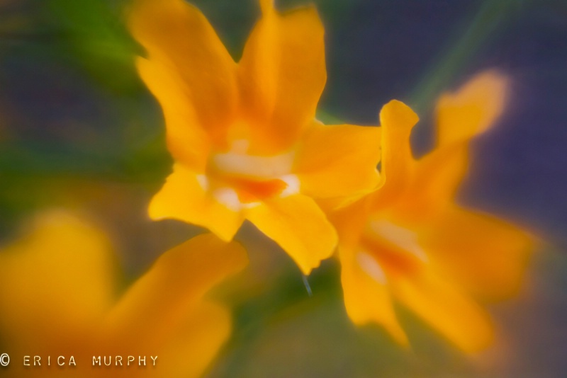 Orange Wildflowers