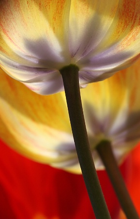 Tulips party