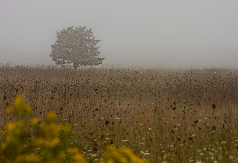 Foggy Day on the Vineyard