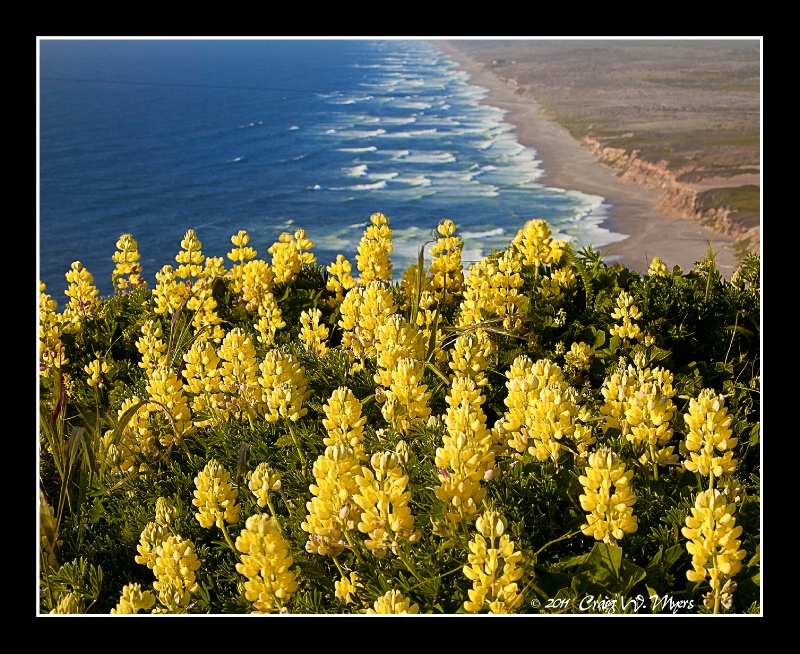 Yellow Lupine - ID: 12613886 © Craig W. Myers