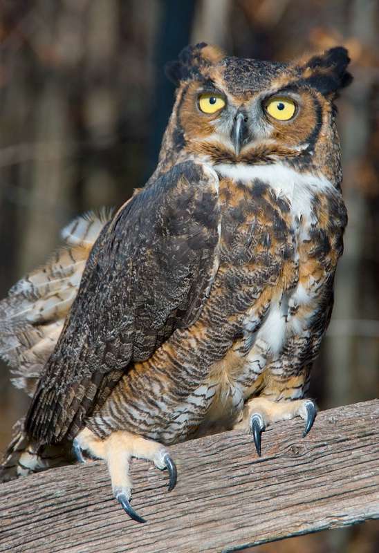 Great Horned Owl