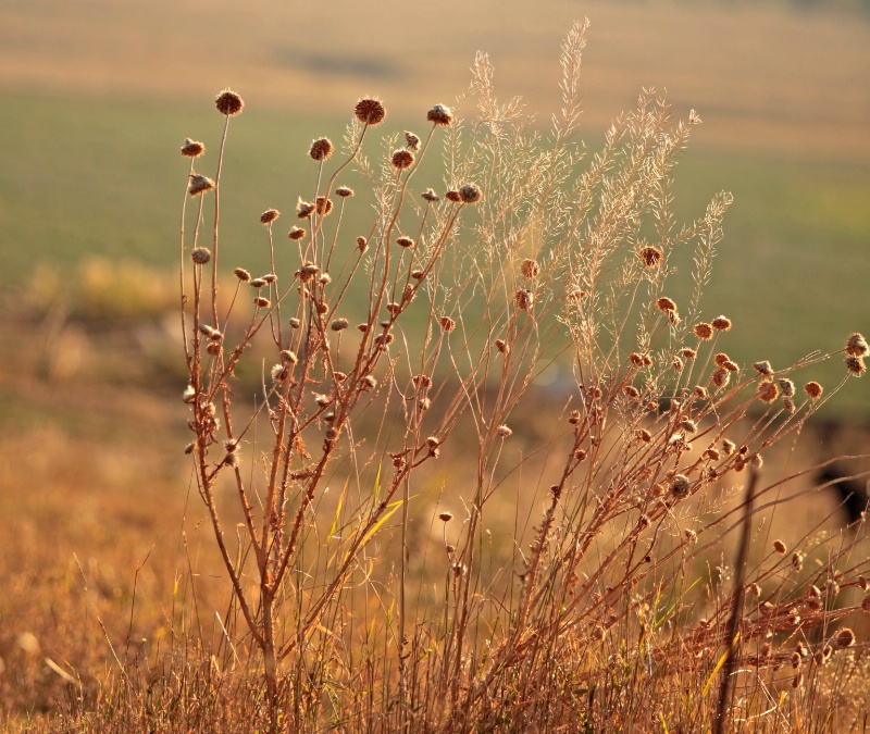 Prairie Weed