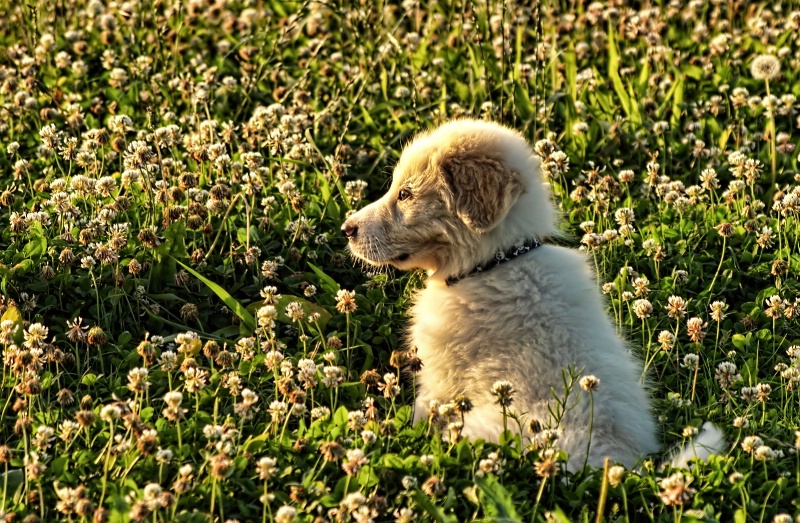 rover in the clover