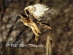 Hawk