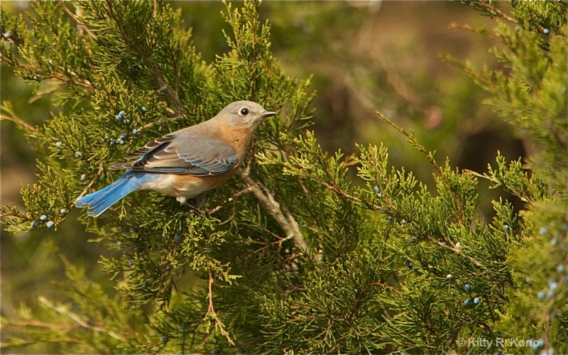 Bluebird in the Juiper Bush