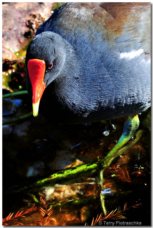 Gallinule Glare - ID: 12617019 © Terry Piotraschke