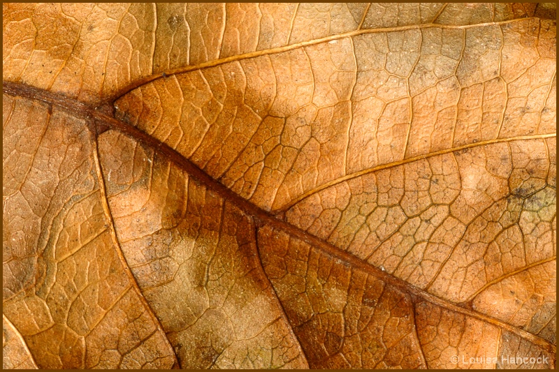 Leaf Pattens