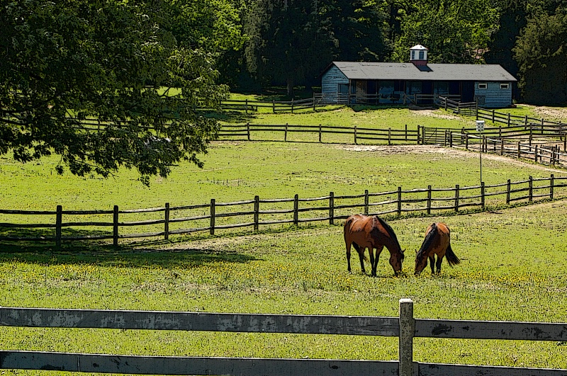 2 horses grazing at ingleside winery