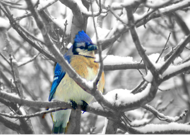 bluebird in snow 2