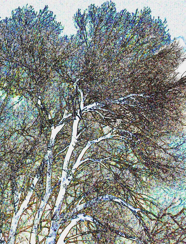 winter tree with blue sky sketch