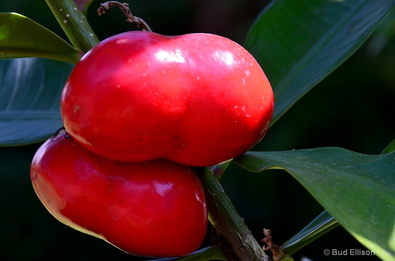 Tropical Foliage