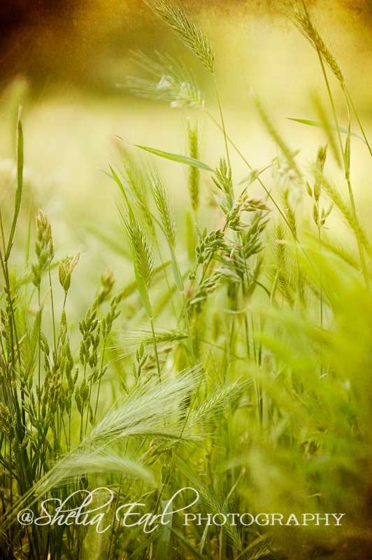 Blowing in the Wind - ID: 12618523 © Shelia Earl