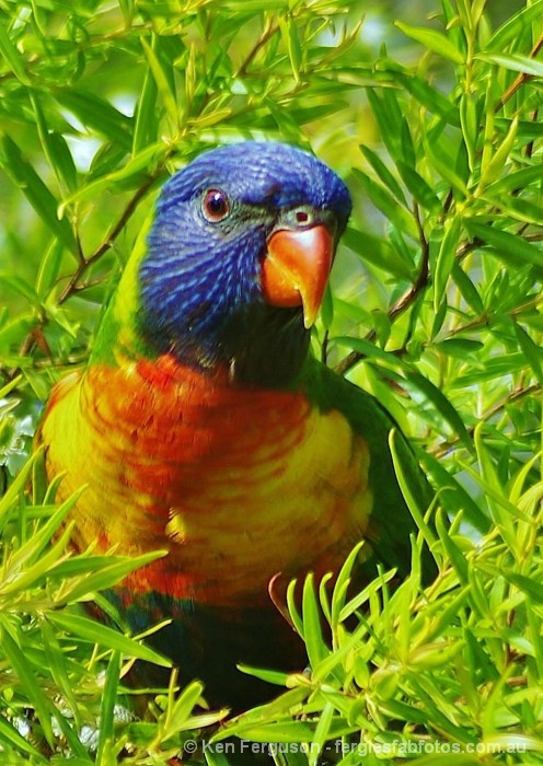 Rainbow Lorikeet, Australia