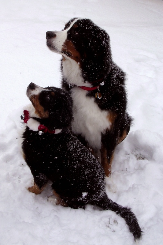 Brinkley and Lucy in snow