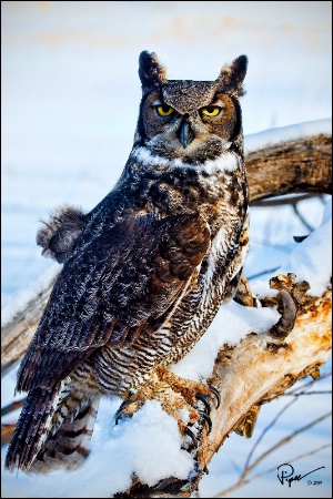 Great Horned Owl