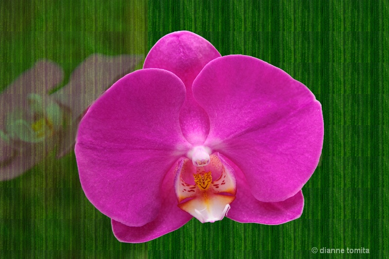 orchid and palm leaves 72