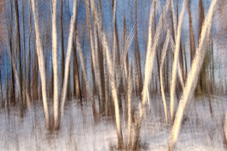 Birch Trees, abstract