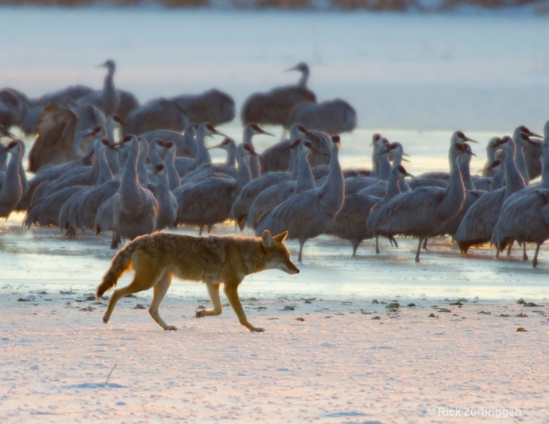 Coyote Breakfast Run  - ID: 12621936 © Rick Zurbriggen