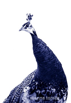 hi contrast peacock blk blue 072 72