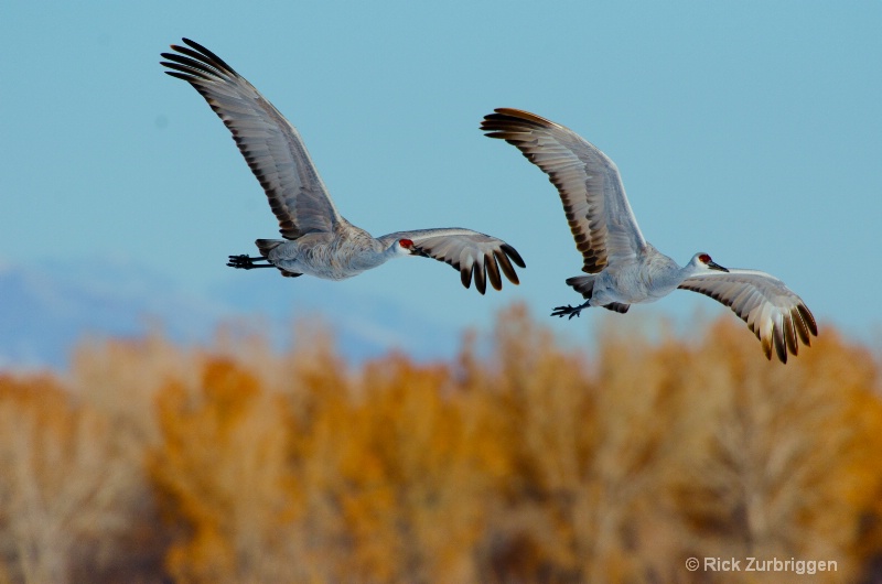 Sand Hill Cranes - ID: 12622043 © Rick Zurbriggen