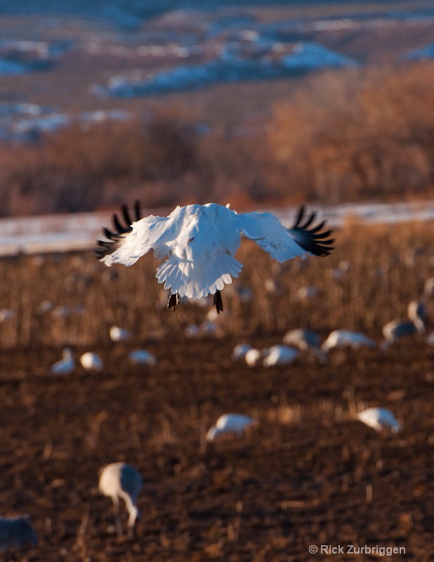 Snow Geese Landing - ID: 12622061 © Rick Zurbriggen