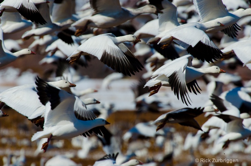 Snow Geese Fly Off 1 - ID: 12622079 © Rick Zurbriggen
