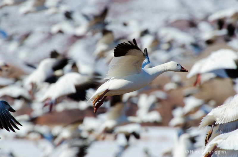 Snow Geese Fly Off - ID: 12622101 © Rick Zurbriggen