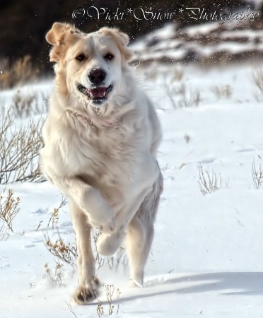 Snow Play