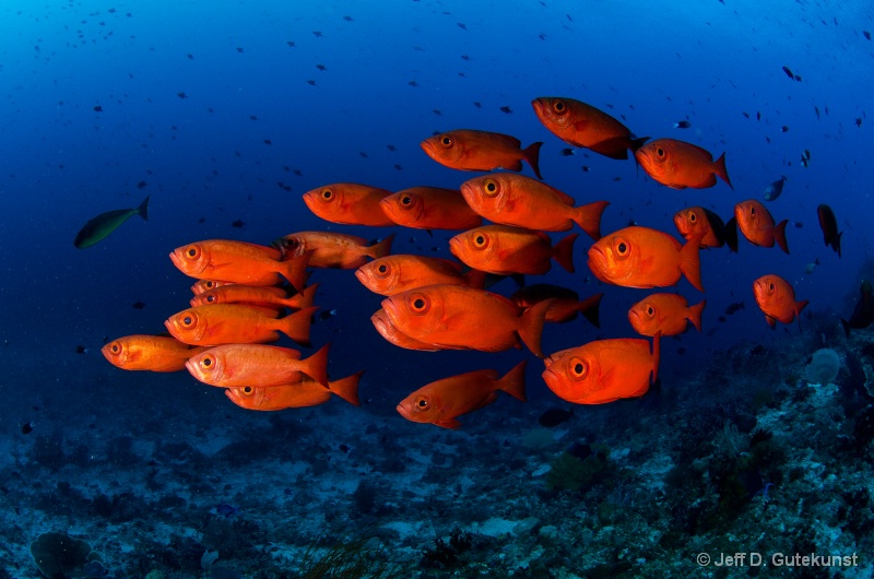 Crescent-Tail Bigeye School Raja Ampat