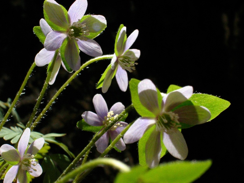 Backlit Spring Wildflower