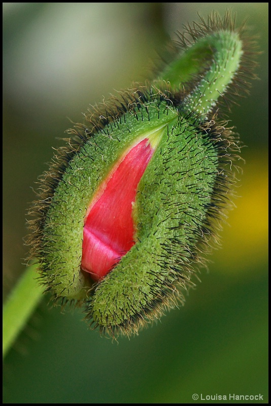 About to Bloom