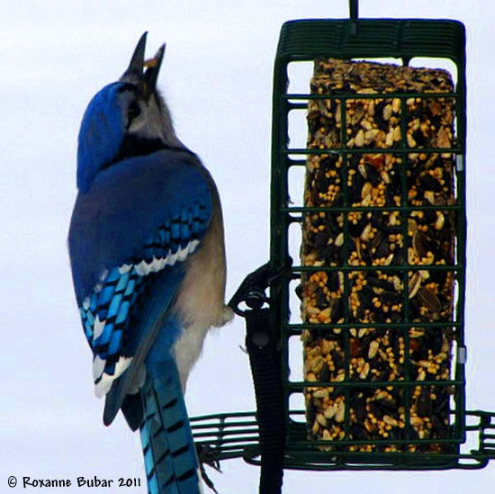 Mr. Blue Jay