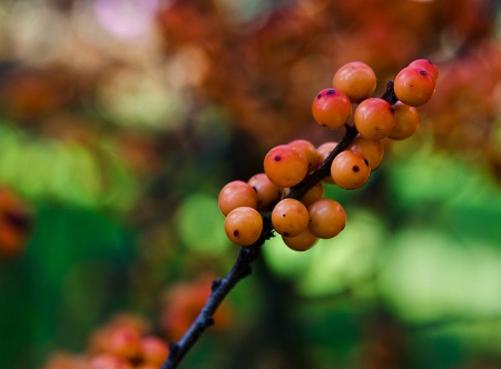 Berries and Bokeh