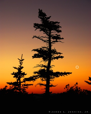 Pine Tree at Sunset - Cadillac Mountain, Maine