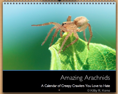 Amazing Arachnics