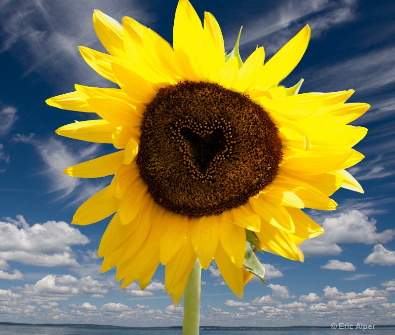 Sunflower Love (edited)