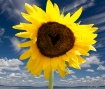 Sunflower Love (e...
