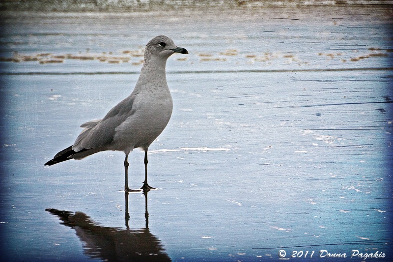 Shoreline Seagull