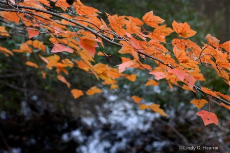 Autumn Leaves Over Pond