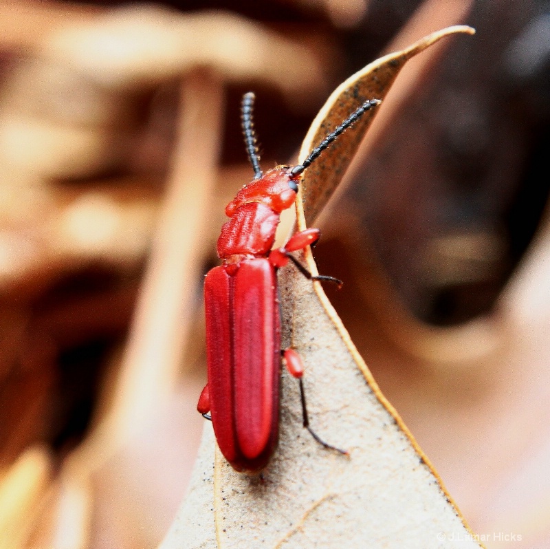 Red flour beetle-1