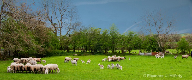Sheep in Donegal, Ireland - ID: 12628321 © Eleanore J. Hilferty
